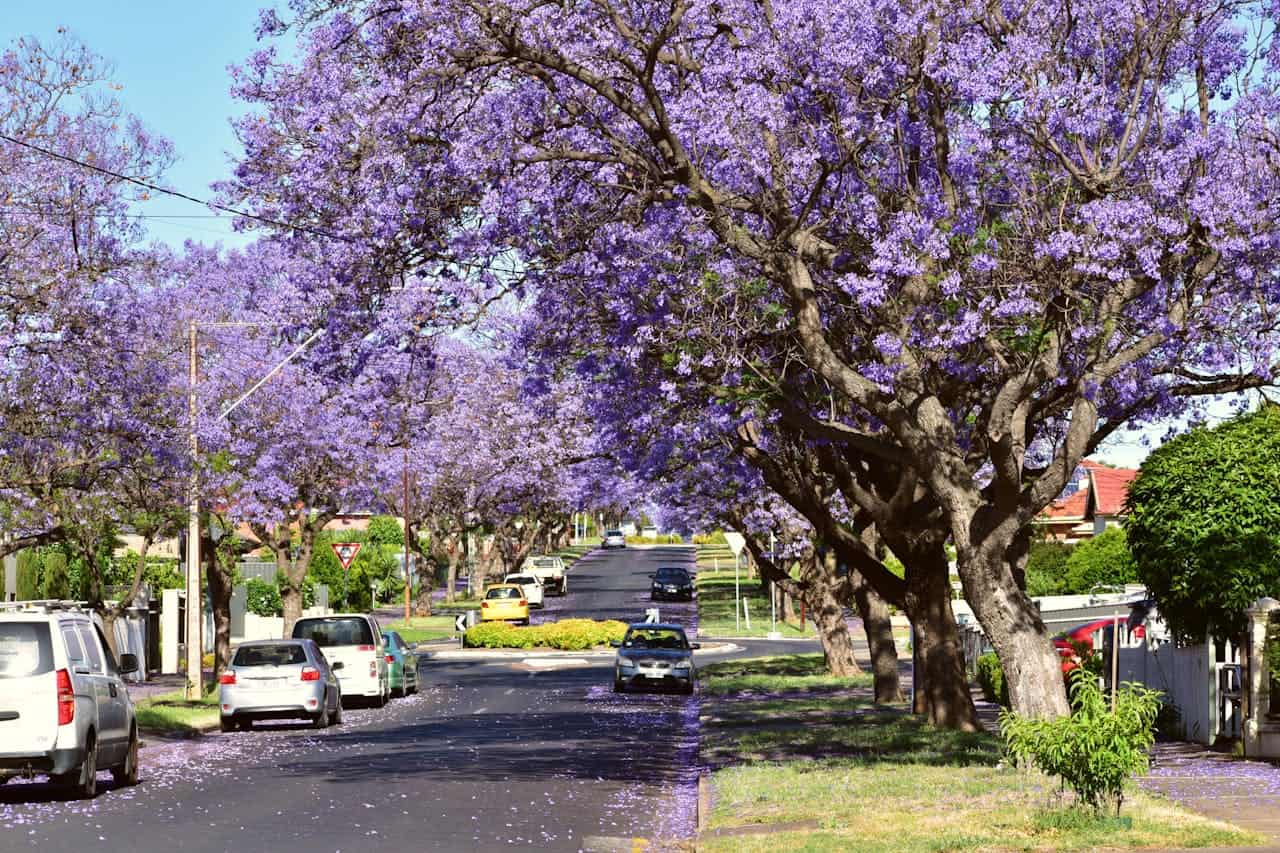 A scenic street in Adelaide with blooming jacaranda trees lining the road. Perfect for travel and nature themes.