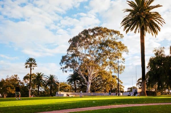A vibrant park in Perth featuring palm trees and iconic greenery.