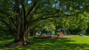 Akuna Street Park