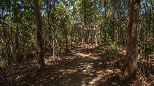 Wallawa Street Park